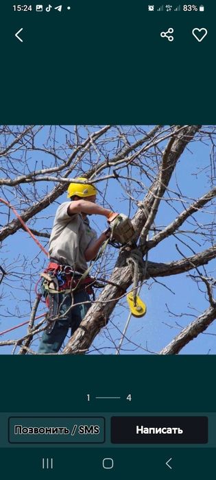 Дерева спил драва резка сандал чурка карагаш  төс