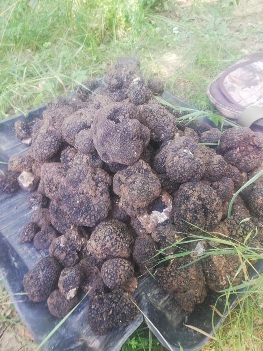 Пресни трюфели  за консумация и обучение