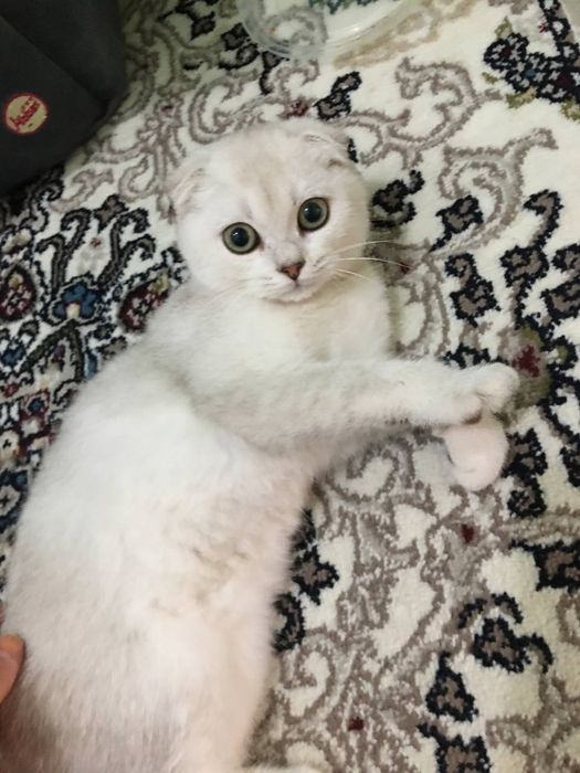 Yosh qizning qoltigidagi mushuk