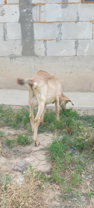 Козел породистый