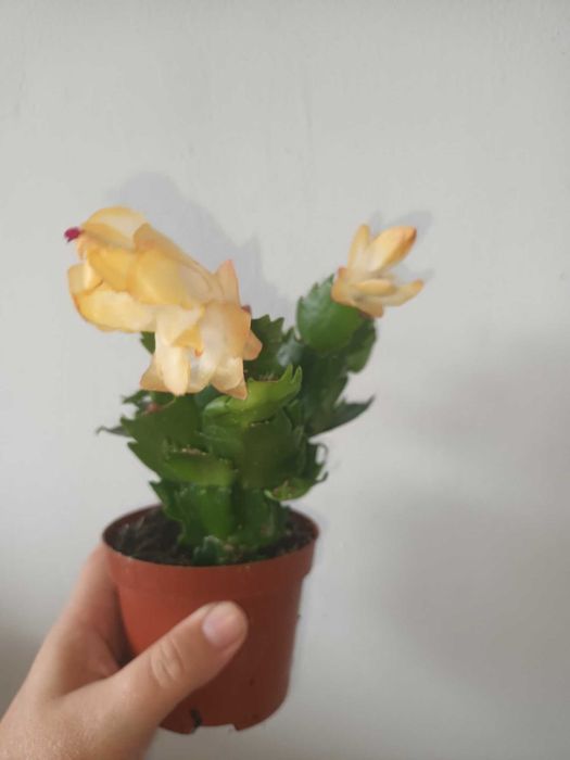 Коледниче/ Шлумбергера ЖЪЛТО,оранжево,бяло,розово,цикламено,червено