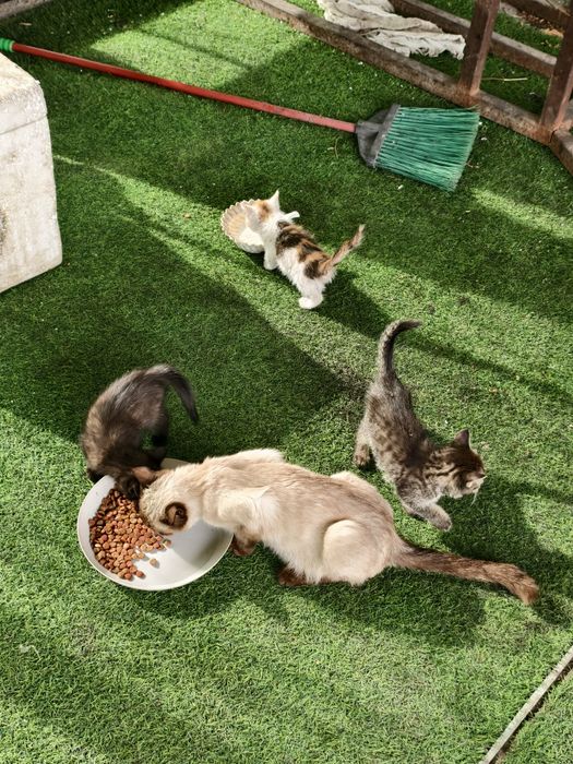 Отдам котят, мкр Айгерим 2