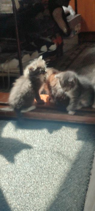 Отдам лучших котят