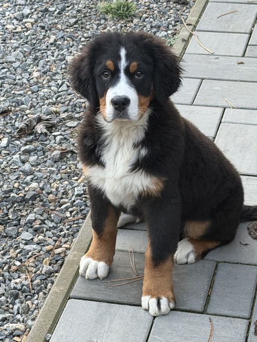 Ciobanesc de Berna -mascul