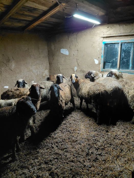 Продам баран 5 маток 5 сек.