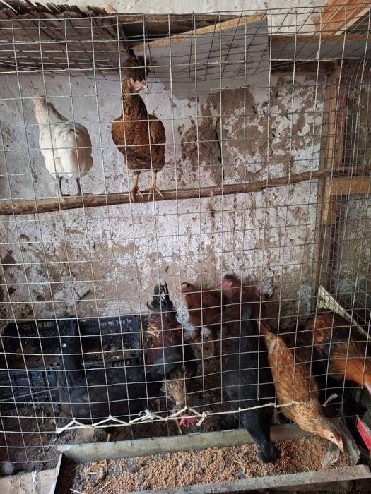 Дамашни товуклар сотилади