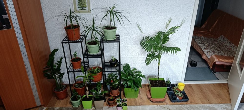 Flori de interior
