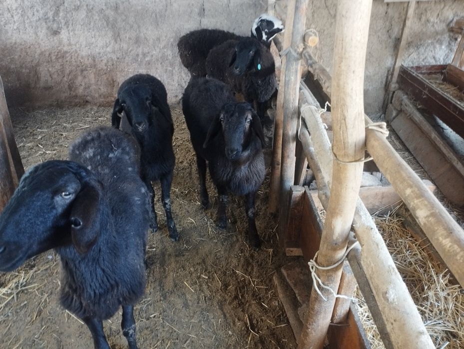 Boʻgʻoz soligʻla bor