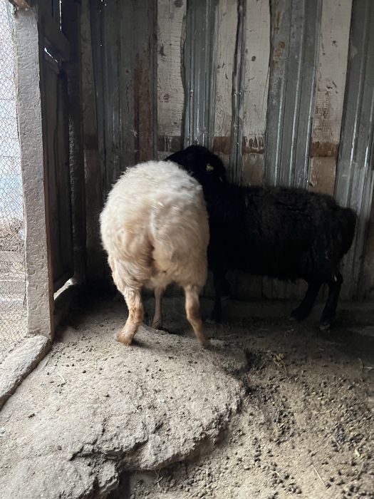 Койлар Овца Союға