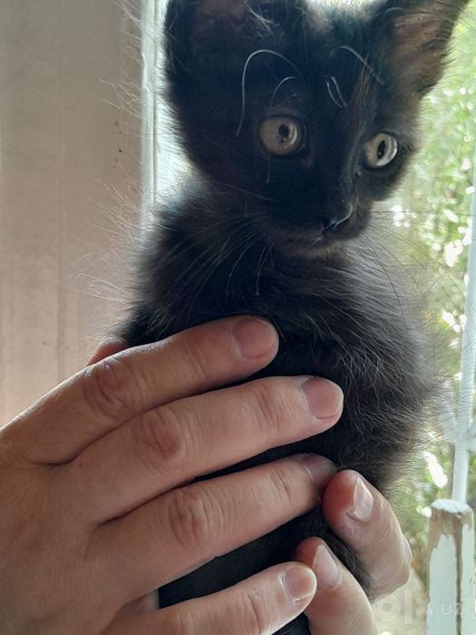 Котёнок 1,5 месяца.Бесплатно.