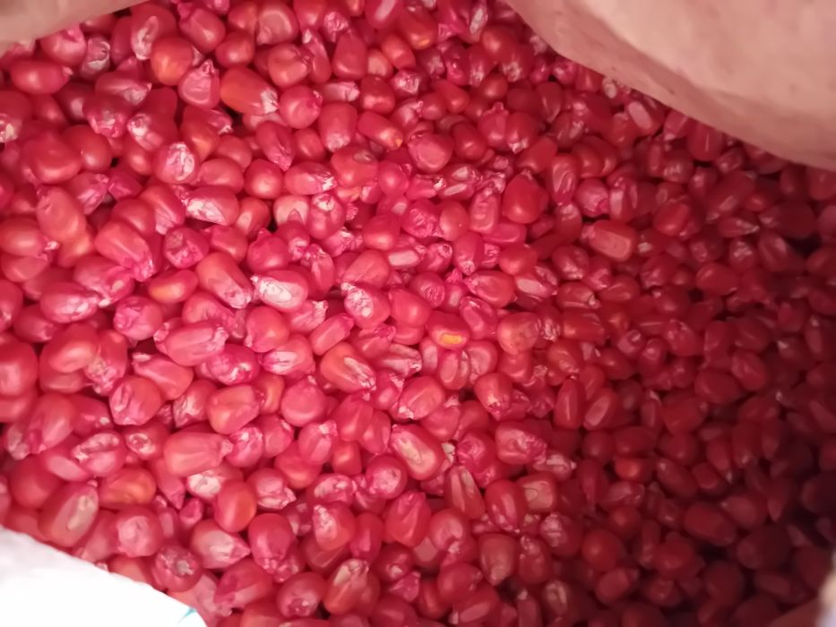 Sămânță Lucerna 21 lei kg la sac-porumb 240leii sacul.pt 1hectar