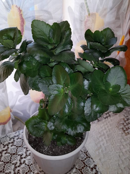 Сансевиерия, Коланхое.