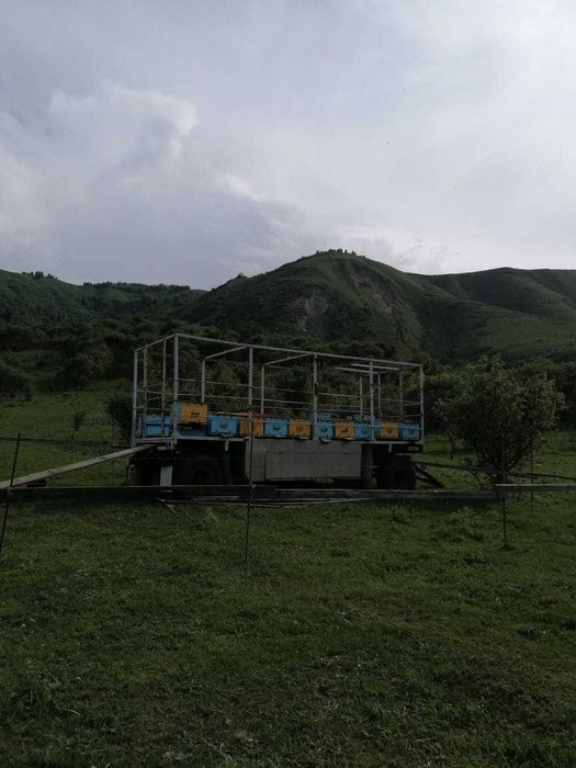 продам пчелопавелион