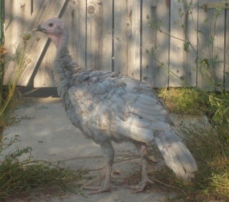 Pui de curcă taraneasca (albastri si negri)