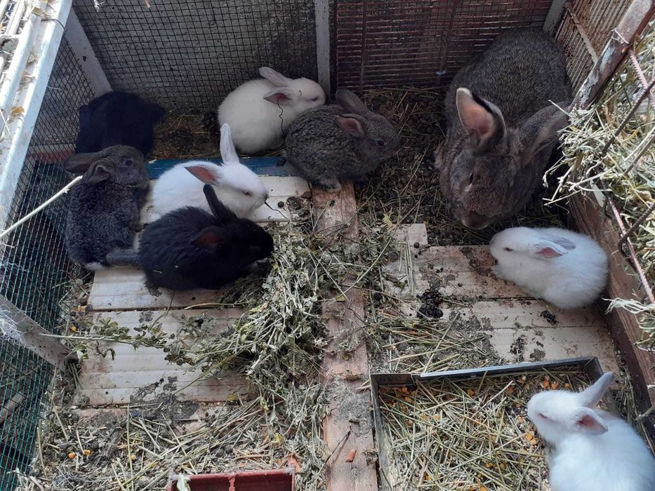 Iepuri berbec german