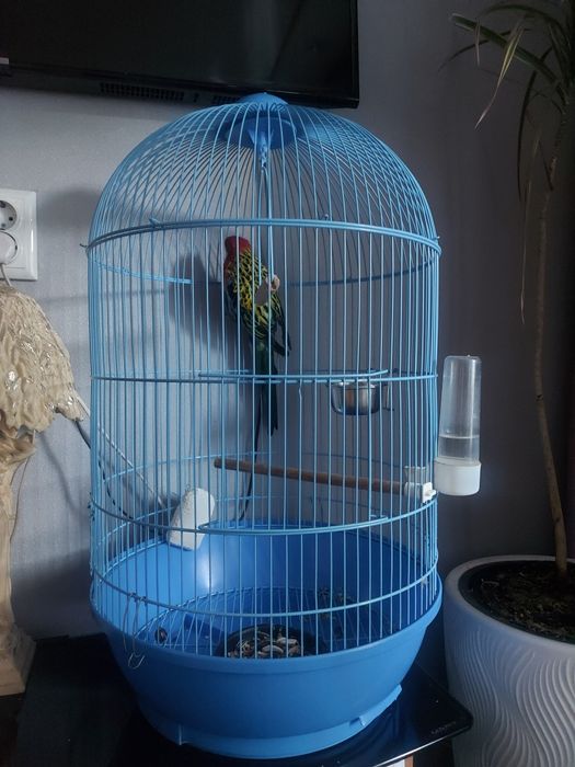 Продам  Разелла  попугая с клеткой