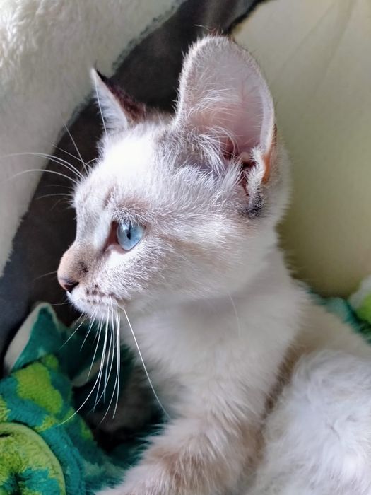 Отдам в добрые руки кошку