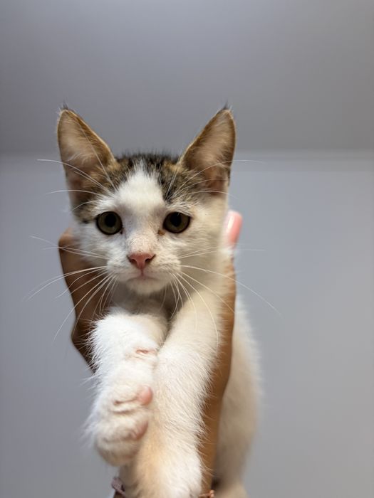 ofer spre adoptie 2 puiuti de pisicuta,o fetita si un baiatel
