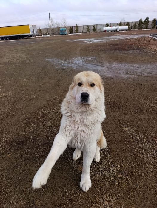 Продам щенков породы Алабай!