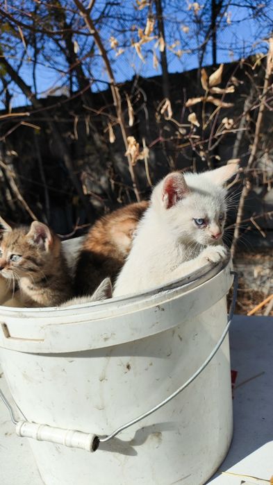 Котята мышеловы, милые пушистики