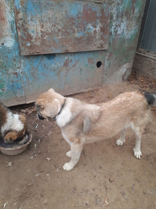 СРОЧНО!! Продаеться Алабай 9.10 месячная