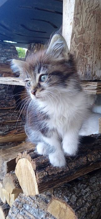 Подарявам котета