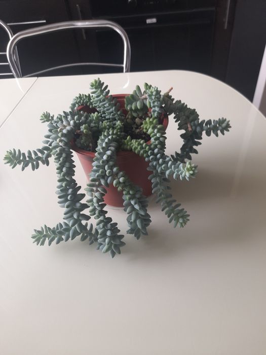 Продам комнатный цветок,,Очиток"