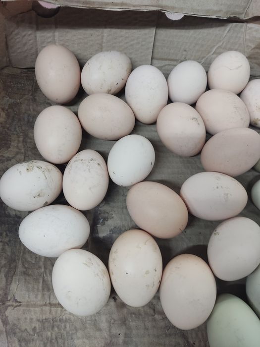 Продам инкубационные яйца.