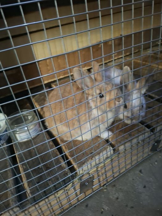 Декоративные кролики