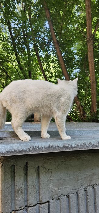 Белый кот даром. Котёнок белый