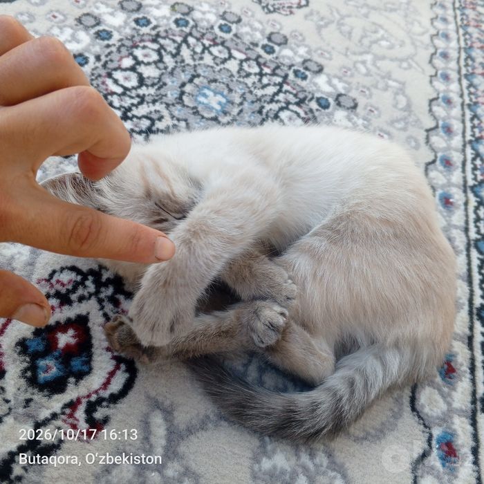 Mushuk  6 oylik  paroda