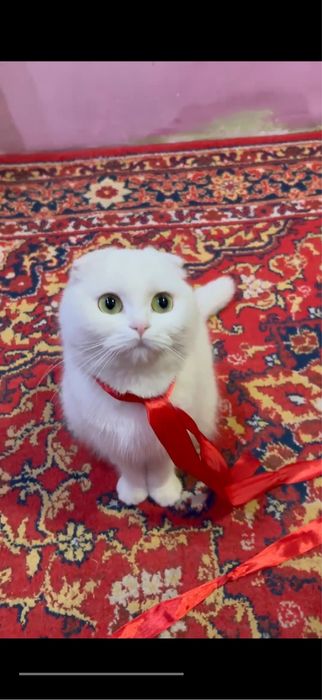 Шотландский вислоухая кошка 2 годик за 200$