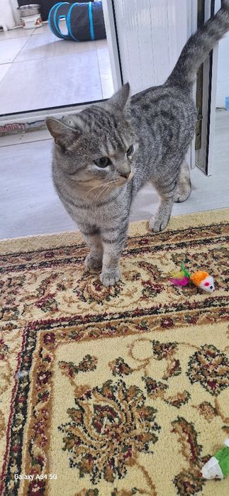 в добрые руки мальчик шотландец