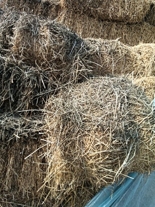 Техуши прес шоп 1200