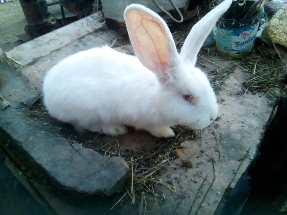 Urias german masculi si femele din primavara