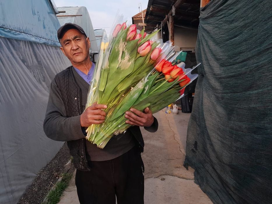 Тюльпаны крупные местные