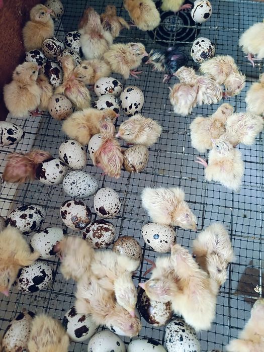 Продам перепелят