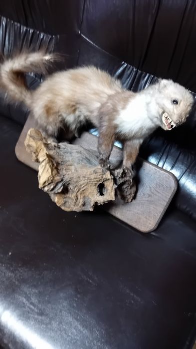 .Препарирана    бялка на дърво