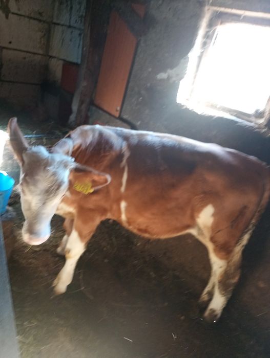 Tăuraș de 3 luni