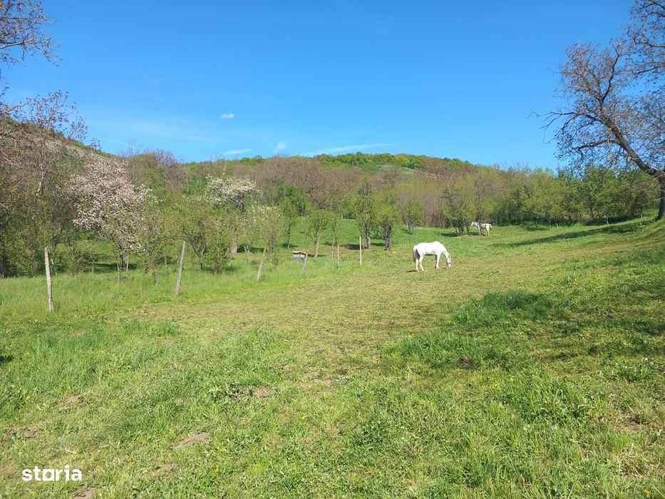 Teren spectaculos ,Porumbeni12.822 mp  livadă,case și panoramă superba