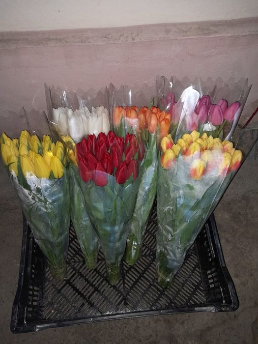 Оптом тюльпан есть
