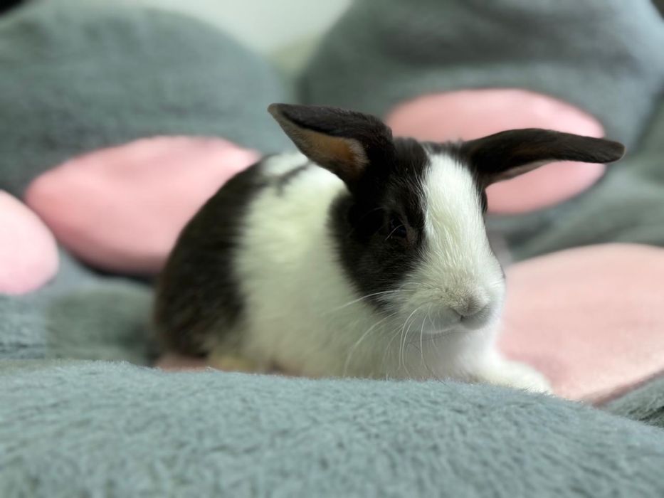Продам декоративного кролика