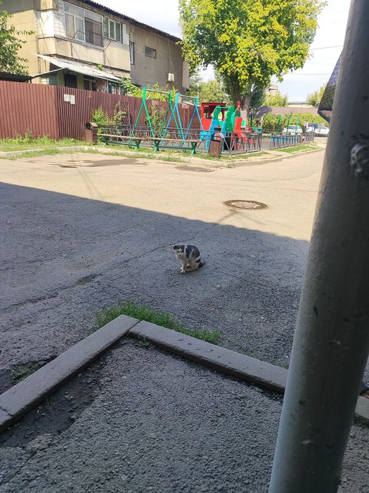 Отдам котика в добрые руки