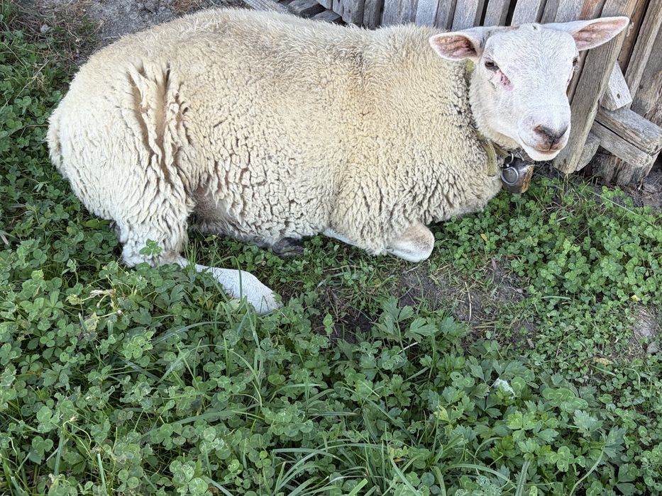 Vand berbeci texel