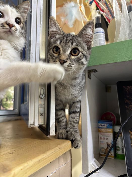 Котенок в добрые руки