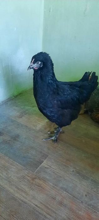 Тауықтар сатылады 4000 тг