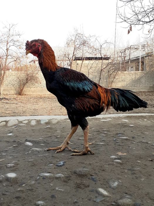 Nasli toza dakang xoroz sotiladi