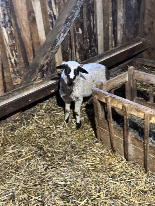 Disponibil berbecuț si mieluțe