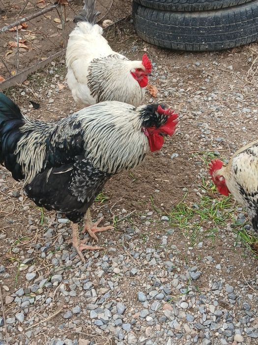 Продам домашних  кур