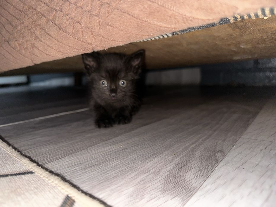 Отдам котят а хорошие руки
